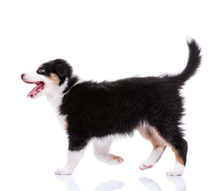 Happy, sad, afraid? Use this guide to understand your dog's tail language