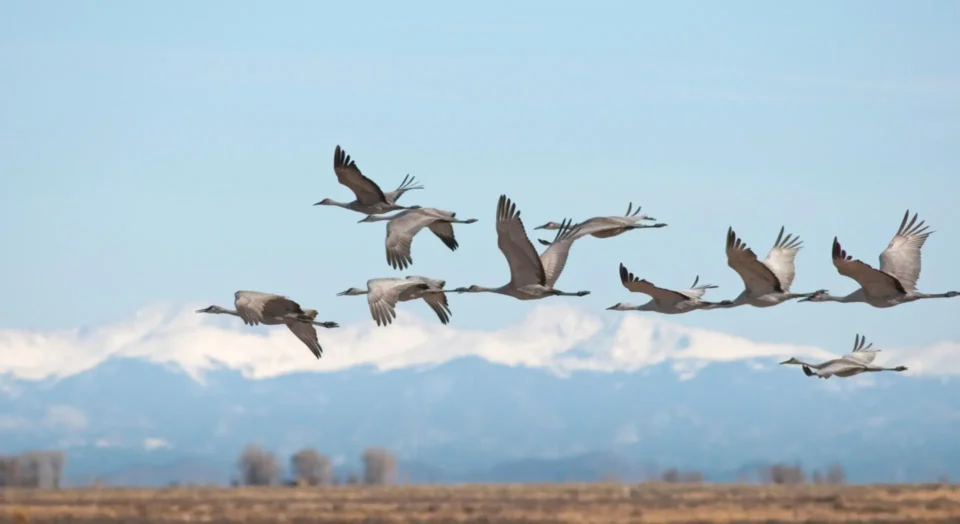 The mind-blowing secret birds use to travel thousands of miles without ...