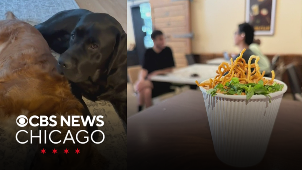 Doggy beauty, ramen latte | What caught my eye