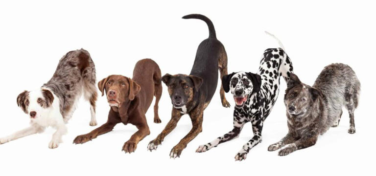 Happy, sad, afraid? Use this guide to understand your dog's tail language