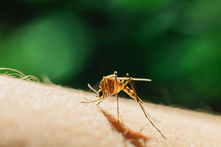Florida battles its largest dengue outbreak in decades as cases surge ...