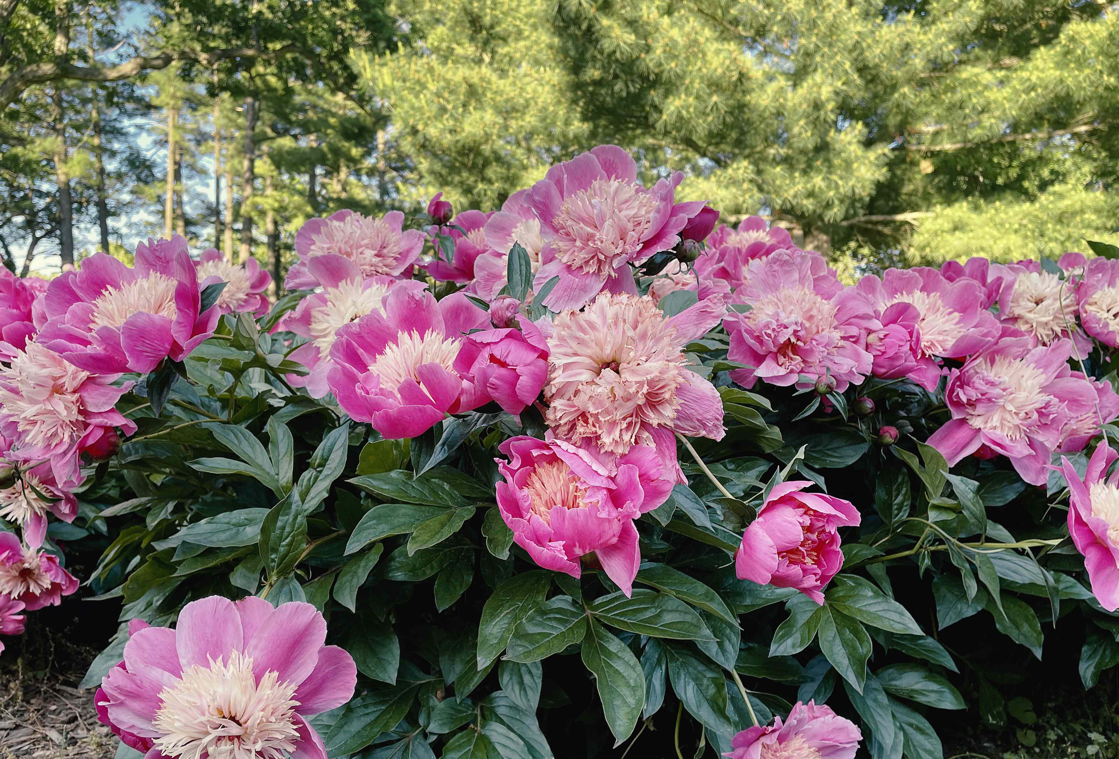 What to do after transplanting peonies so they bloom beautifully for ...