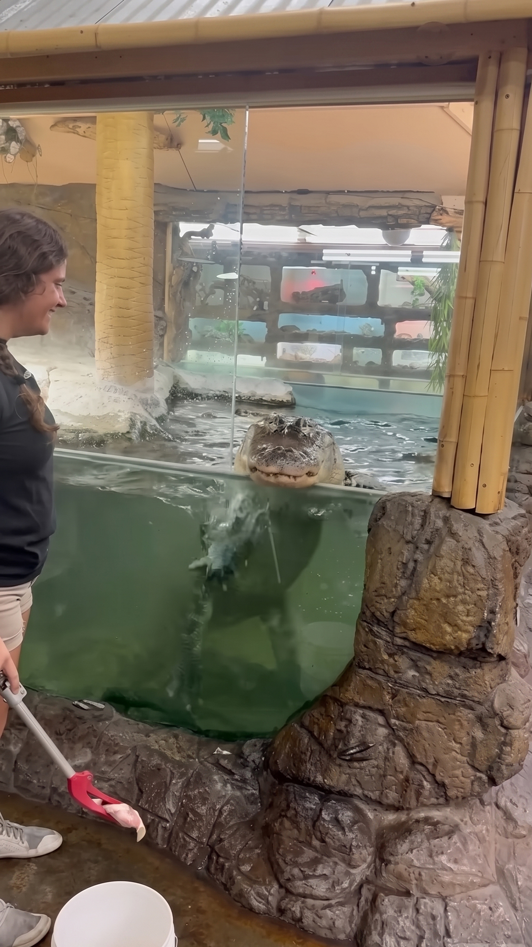 This gator found his favorite scratching spot