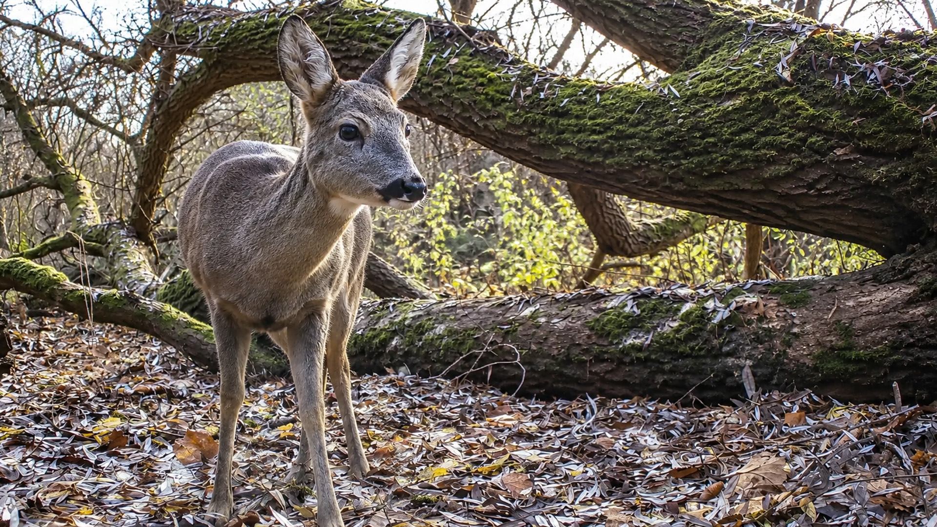 Deer steps carefully beneath moss covered trees on camera trap