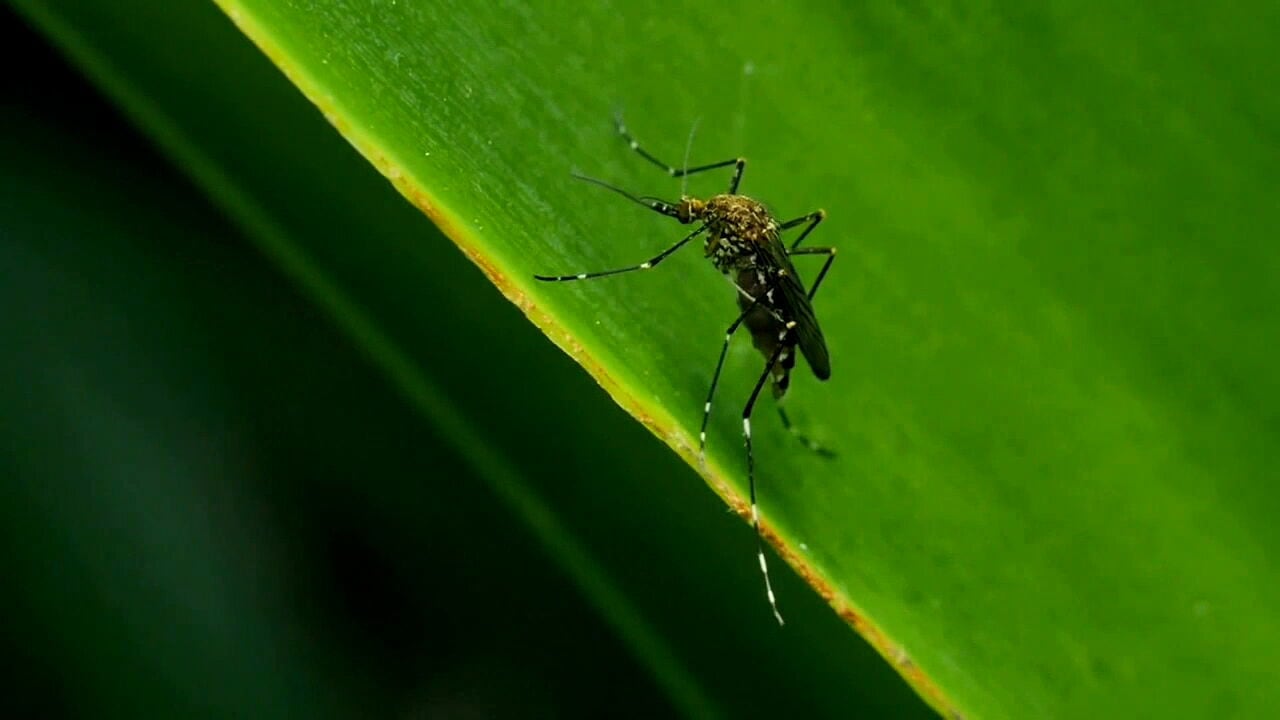 West Nile virus found in Glynn County mosquito sample