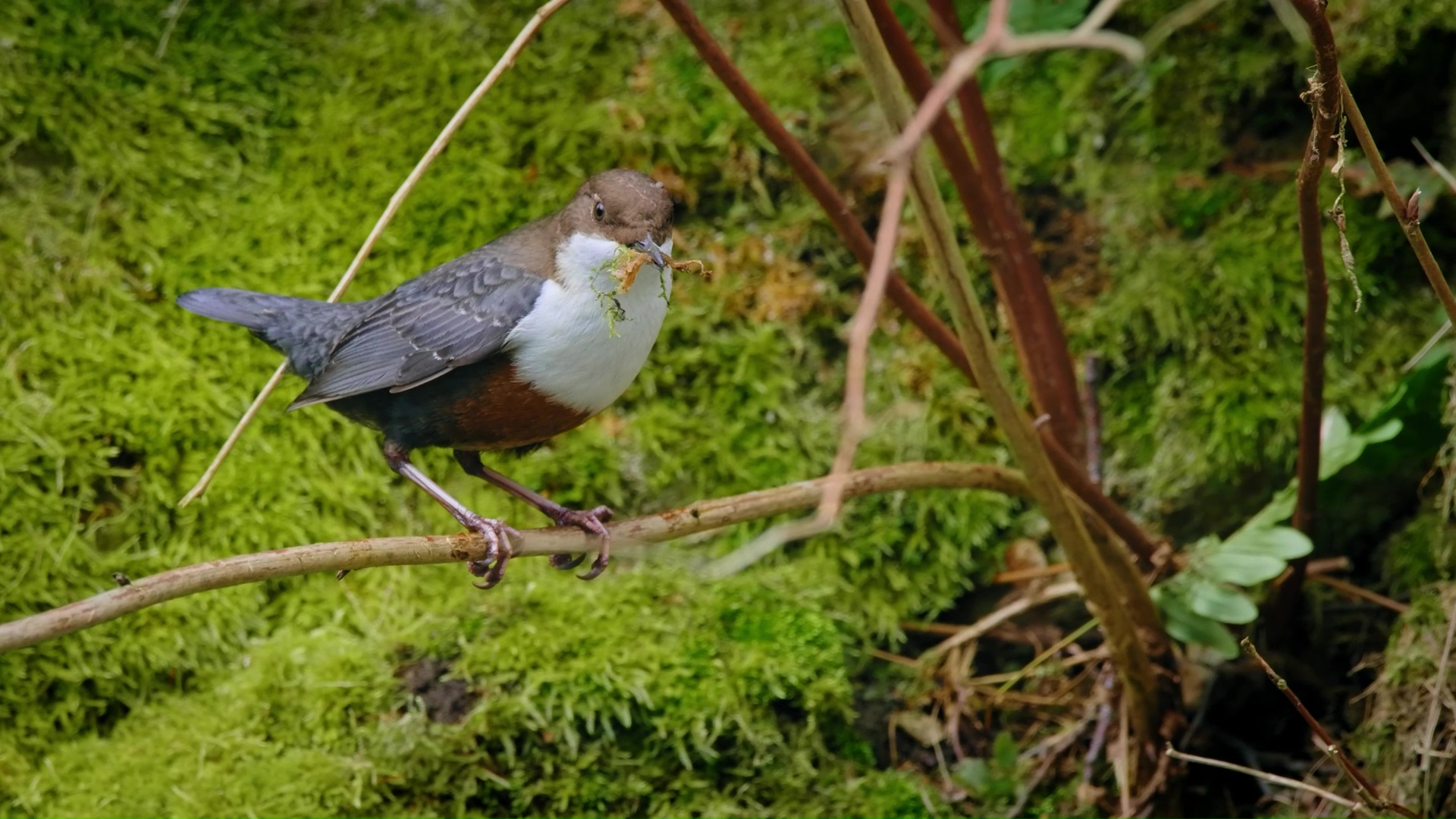 White-throated dipper collecting moss for nest building