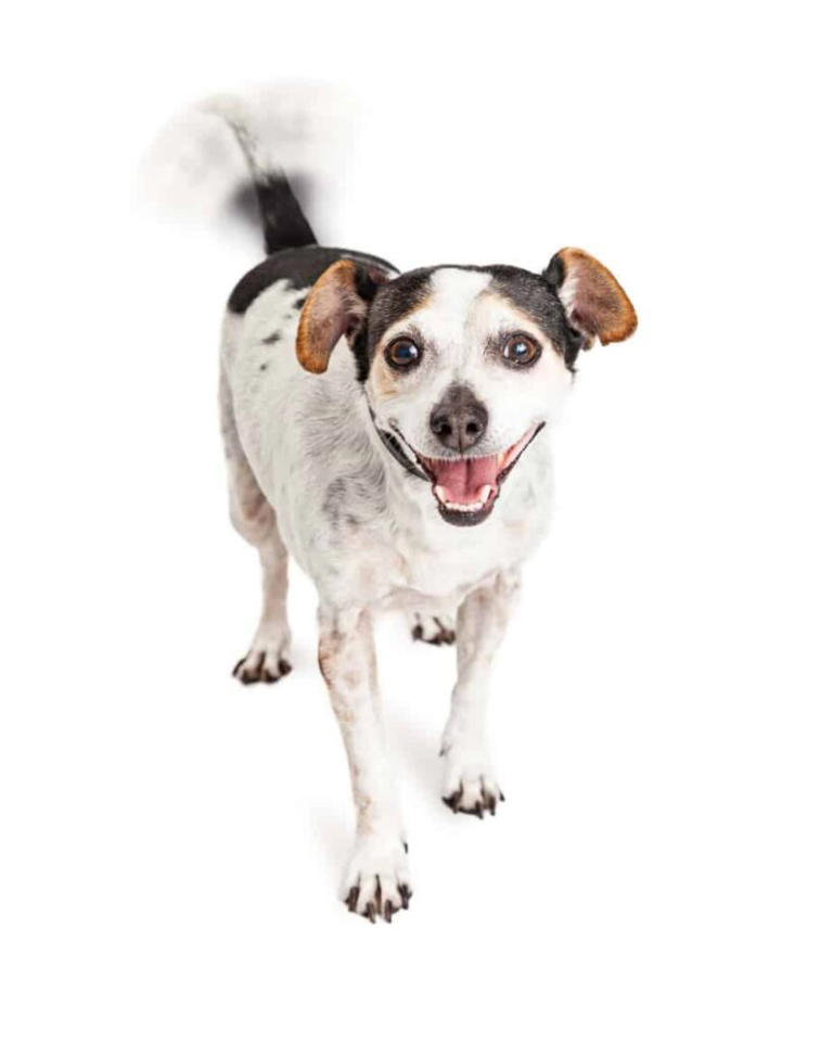 Happy, sad, afraid? Use this guide to understand your dog's tail language