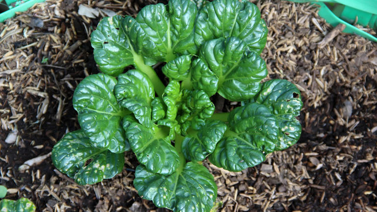 A Fast-Growing Alternative To Lettuce Begging To Be In Your Garden