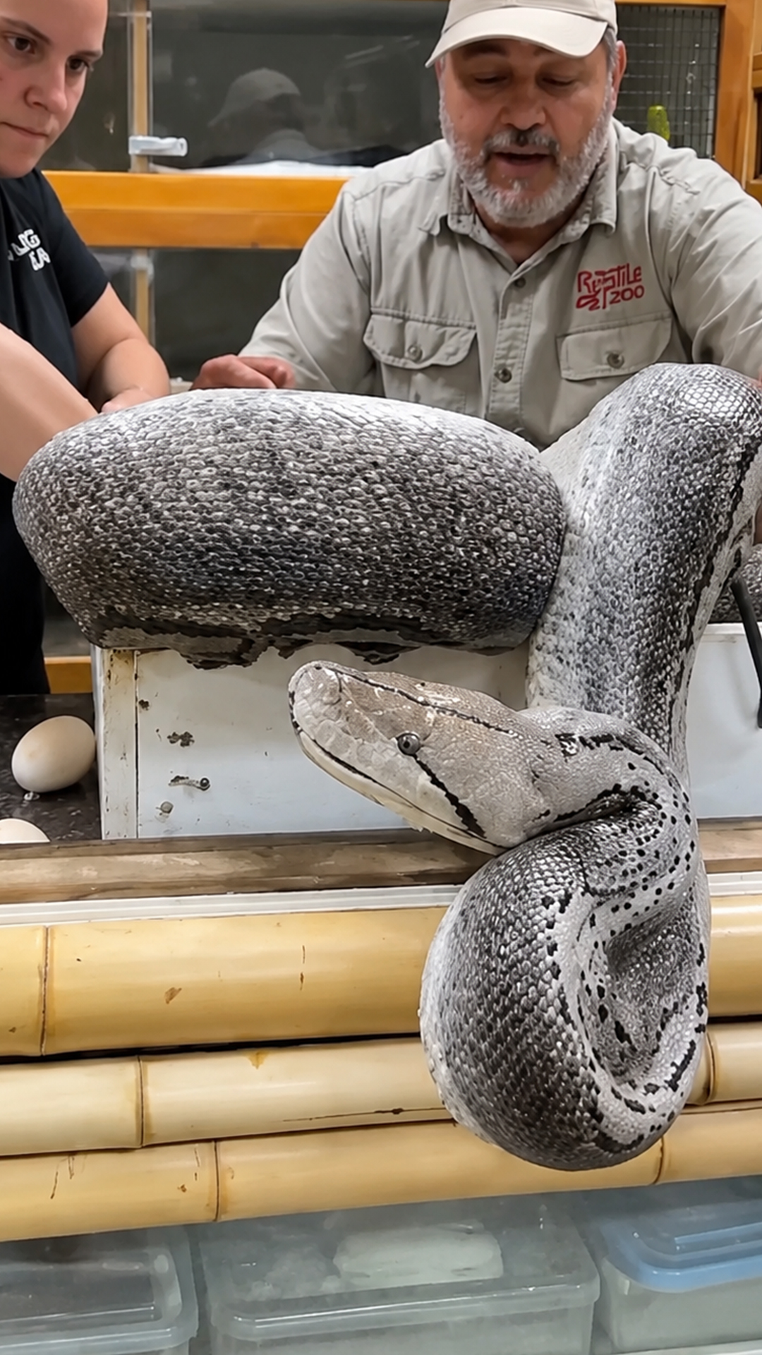 This mother python was not giving up her eggs
