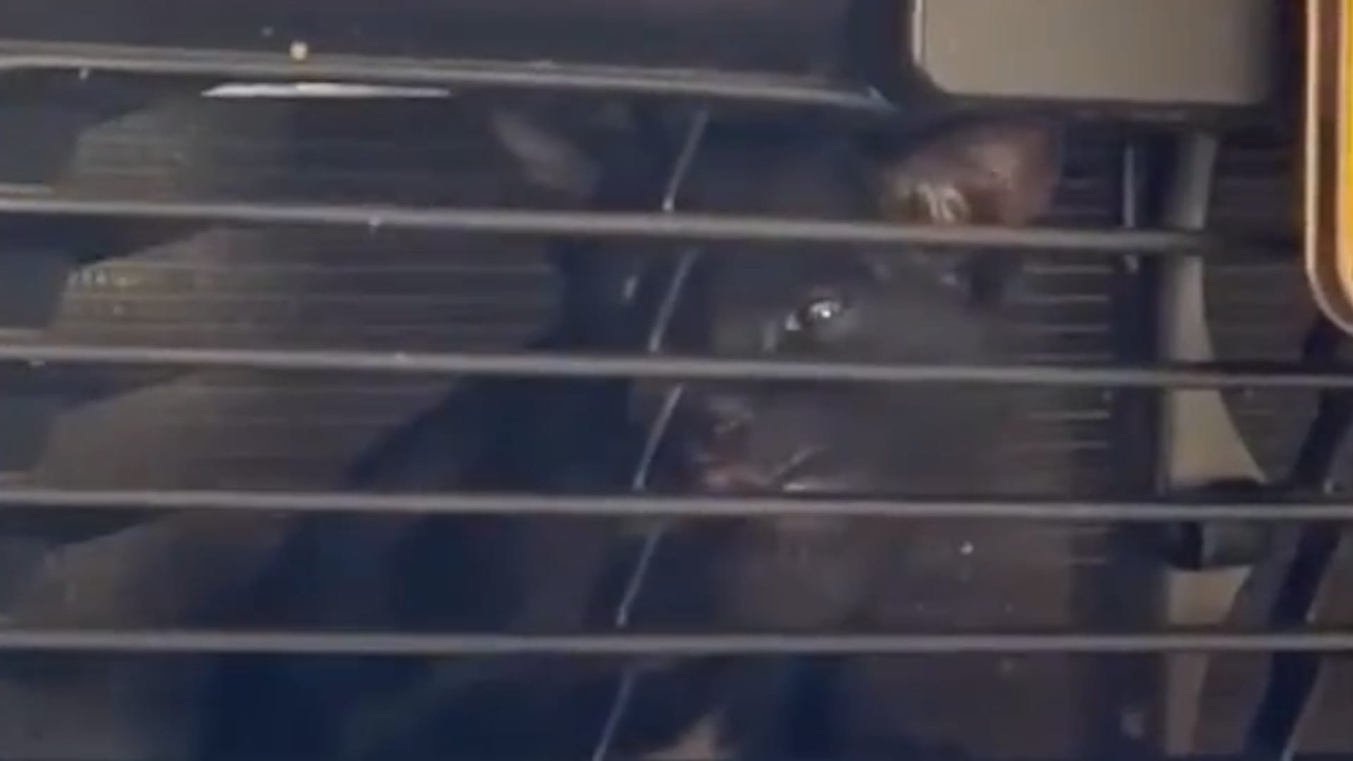 Mechanics rescue cat trapped inside car grille