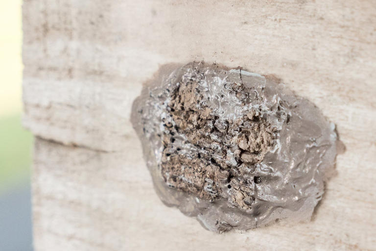 Vt. environmental experts: Keep an eye out for spotted lanternflies