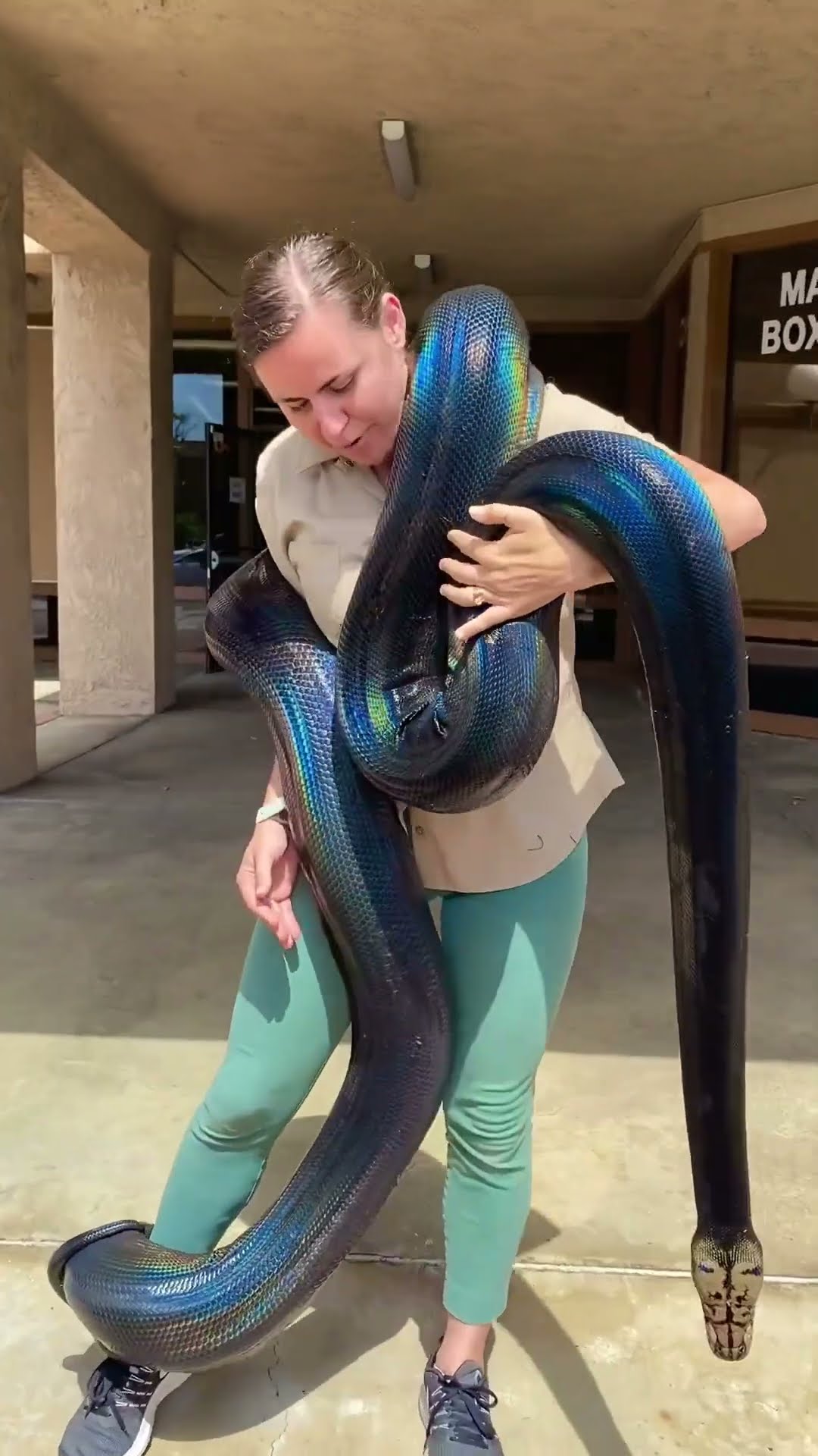 This python's rainbow scales look almost unreal