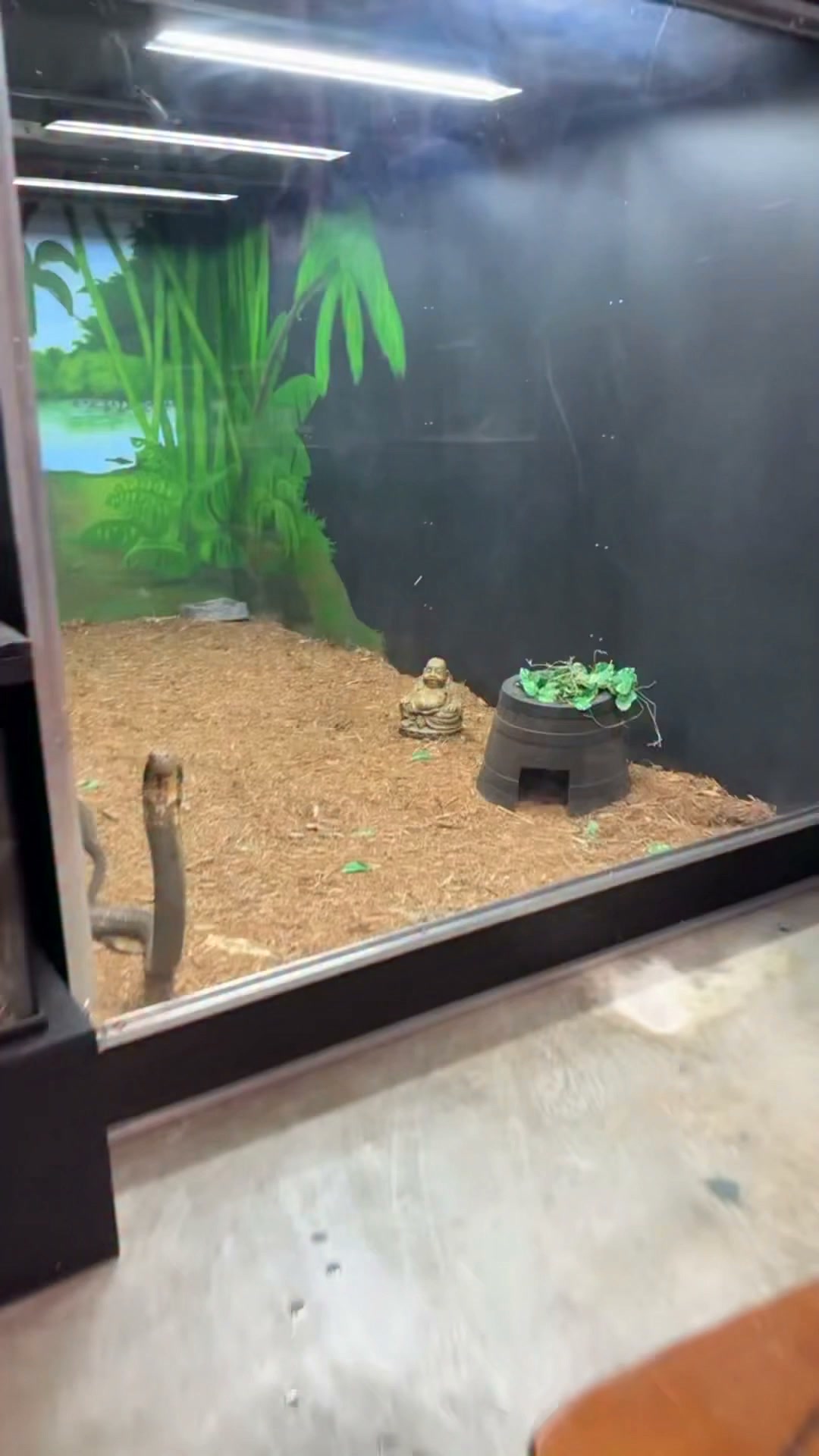King cobra feeding observation