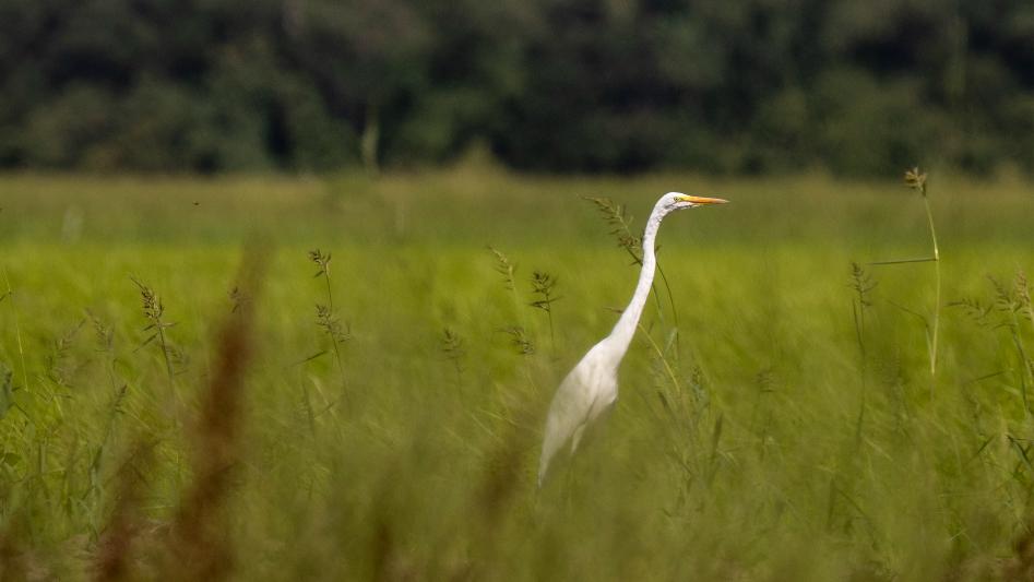 See former farm that will provide wildlife habitat and protect against ...