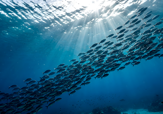 O fenômeno El Niño altera o seu consumo de peixe: o impacto no mercado desencadeia volatilidade nos preços