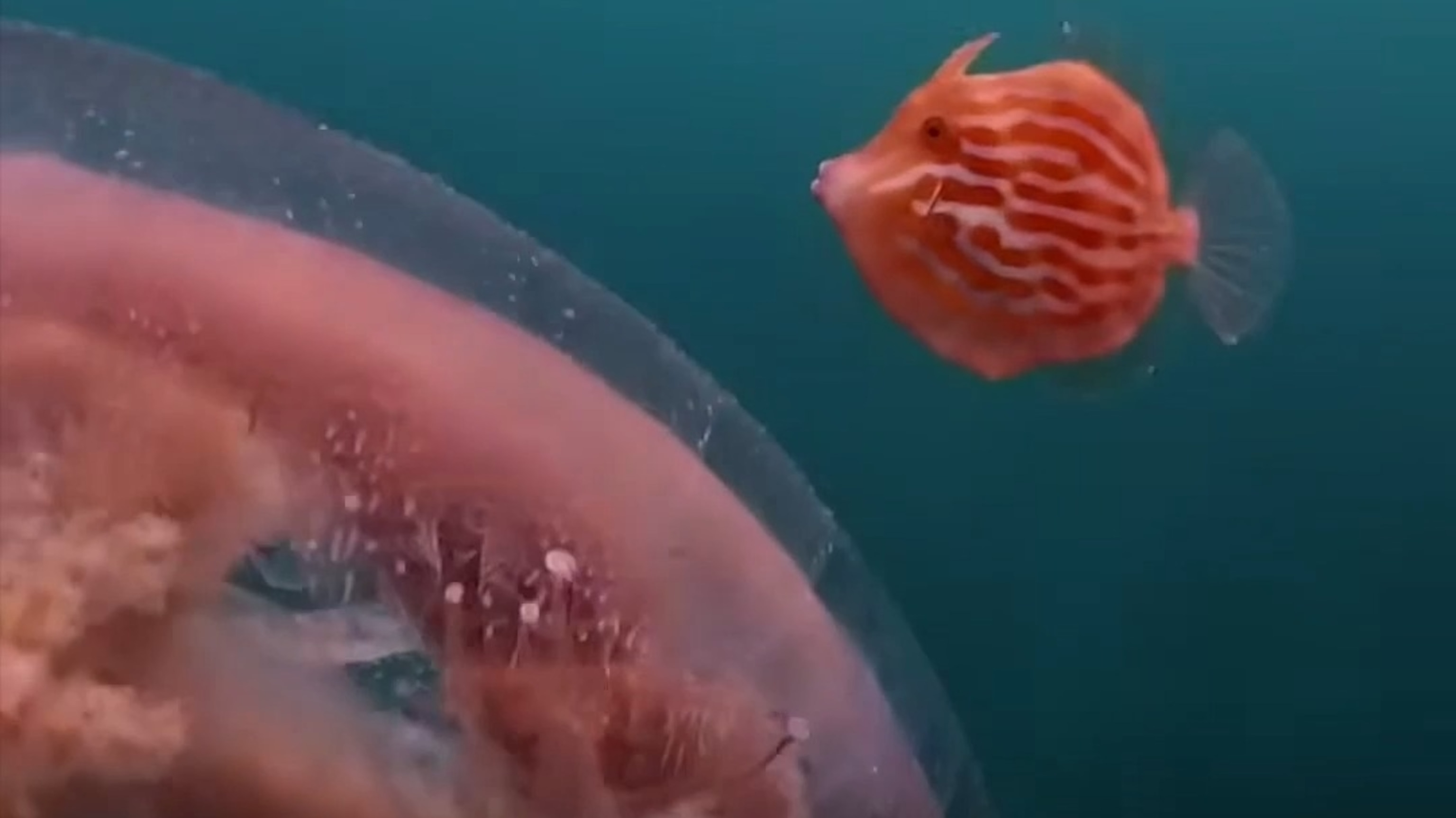 Little fish can't decide which jellyfish to swim under