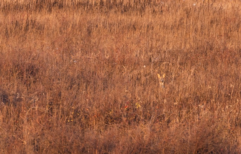 Can you spot the animal hidden among the grass in less than 5 seconds?