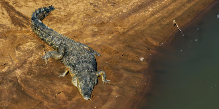 Olympic rowing heads to a crocodile river, but the viral story misses ...