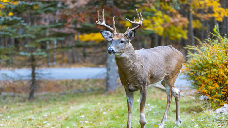 If deer keep damaging your trees in fall, these Amazon tree guards are ...
