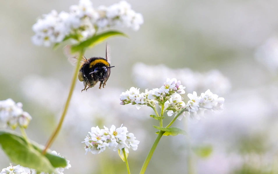 Why bees are more than honey makers