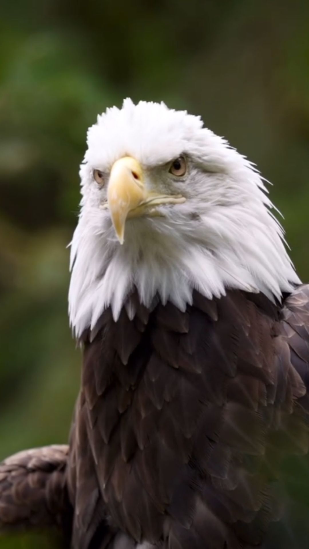 Bald Eagle Facts That Reveal A Unique American Legacy