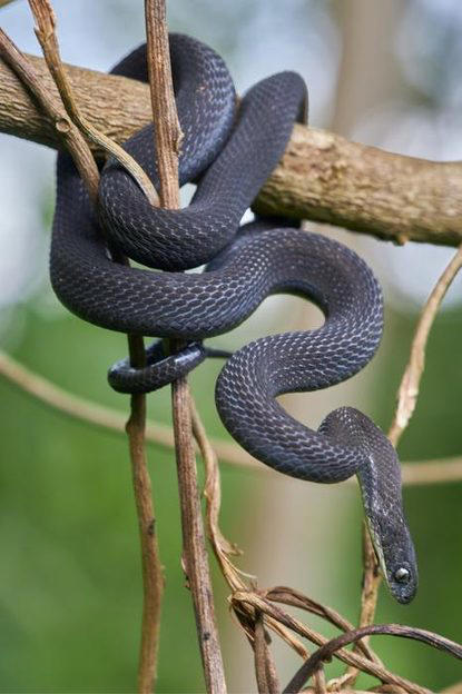 This newly discovered snake species in Ethiopia feasts exclusively on ...