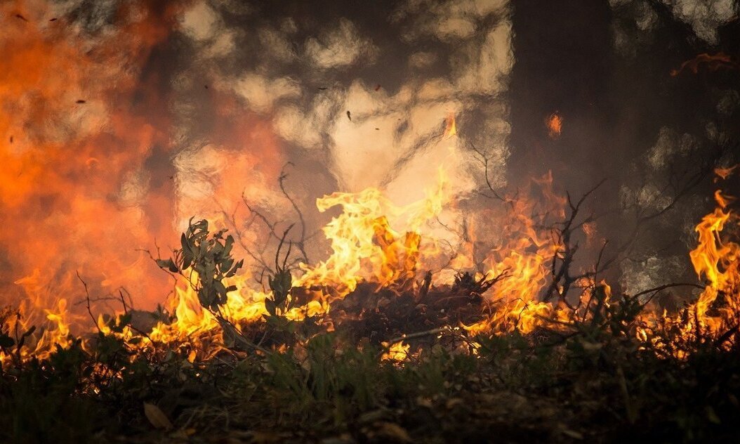 Global wildfires decreased during the COVID-19 lockdown, but some fires ...