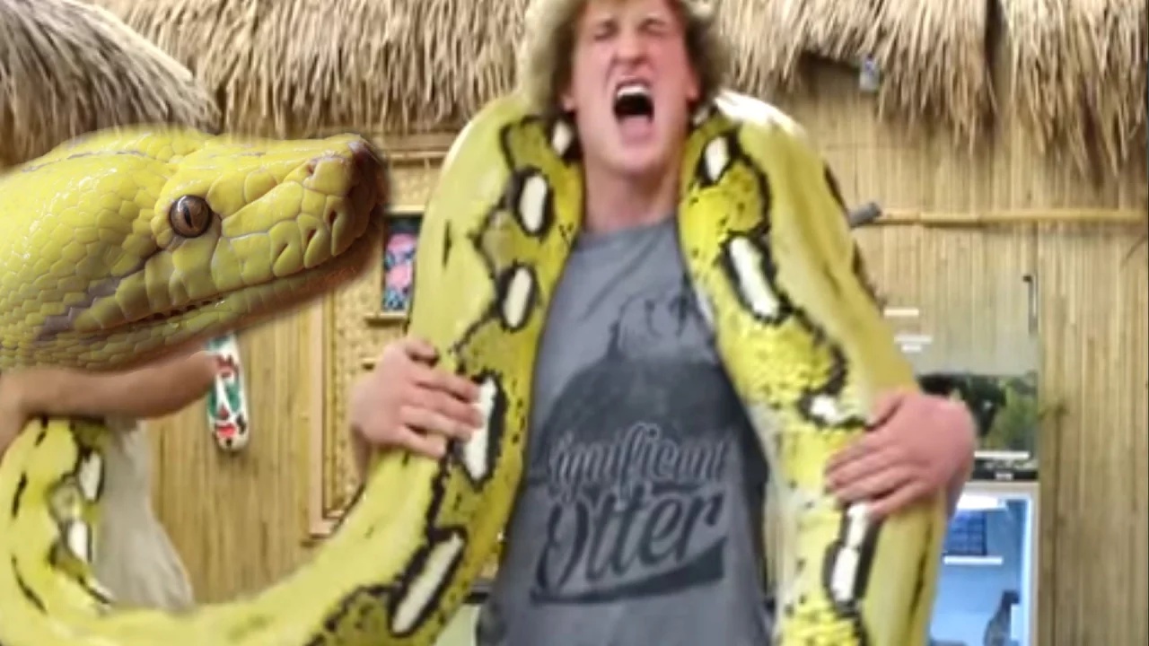 Logan Paul met a 300-pound snake... then things got uncomfortably close