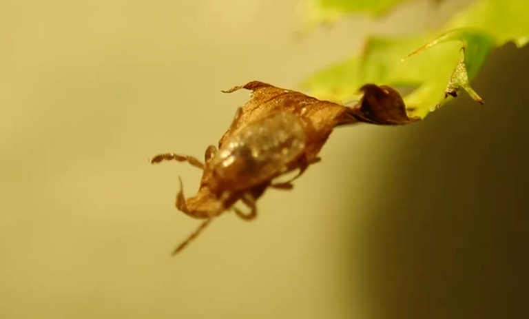 Europe’s worst disease-carrying bug hunts mainly at night, study finds