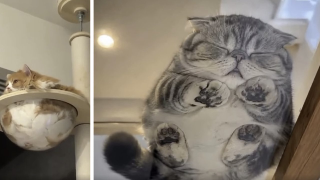 'Cats are liquid': 20 cats that refuse to behave like solid objects