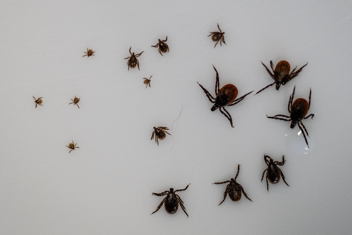 Europe’s worst disease-carrying bug hunts mainly at night, study finds