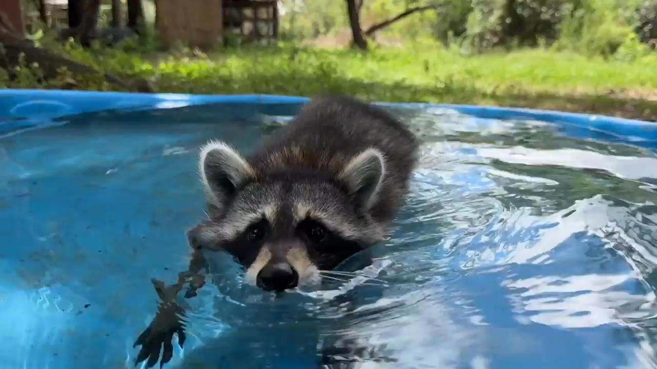 Raccoon boot camp teaches kits survival skills in South Mississippi