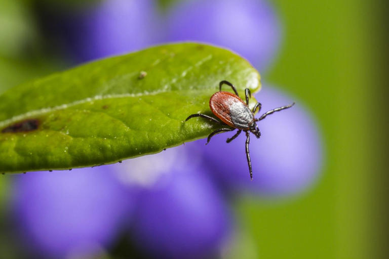 Europe’s worst disease-carrying bug hunts mainly at night, study finds