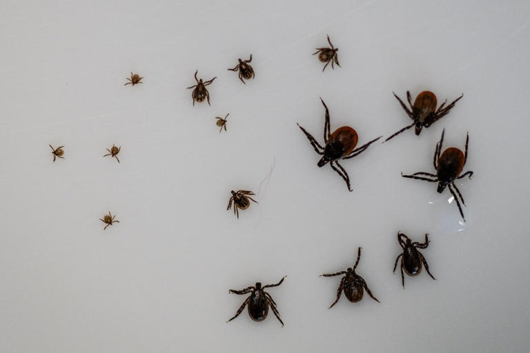 Europe’s worst disease-carrying bug hunts mainly at night, study finds