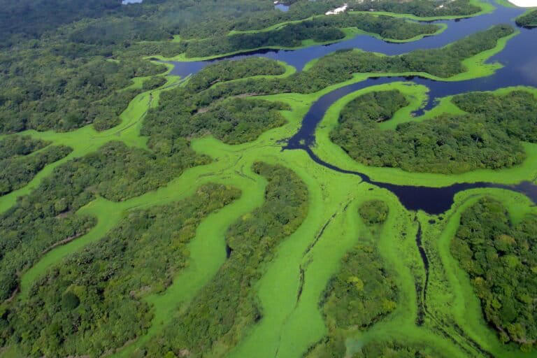 Tight Brazil election challenges fragile gains for Amazon conservation