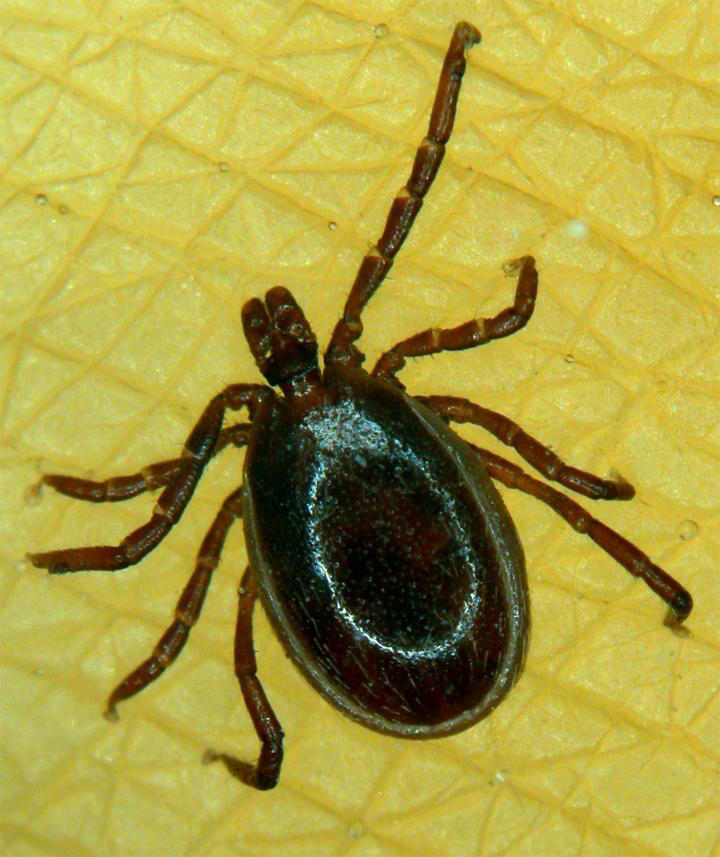 Europe’s worst disease-carrying bug hunts mainly at night, study finds