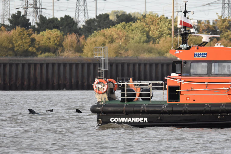 Large pod of dolphins spotted in River Thames 20 miles inland