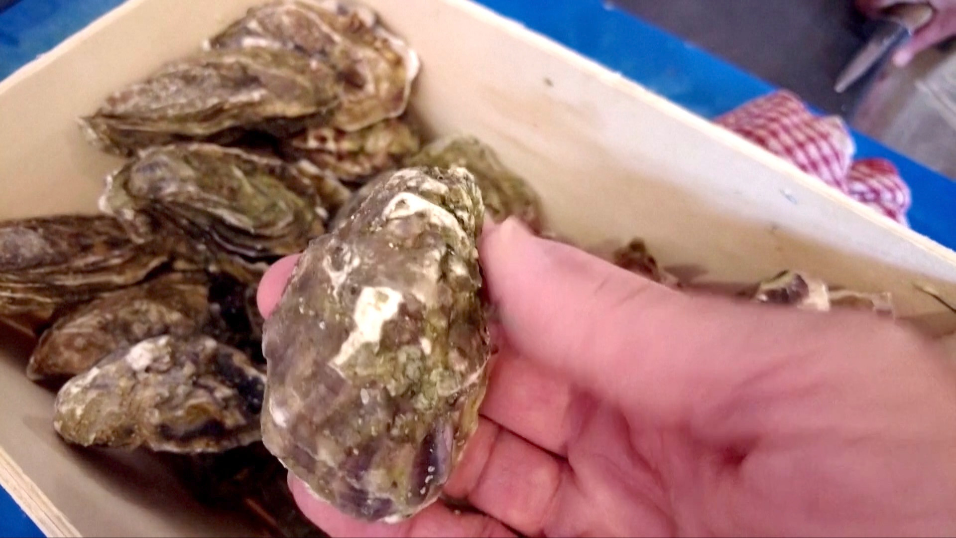 Oyster shells could replace concrete in future buildings