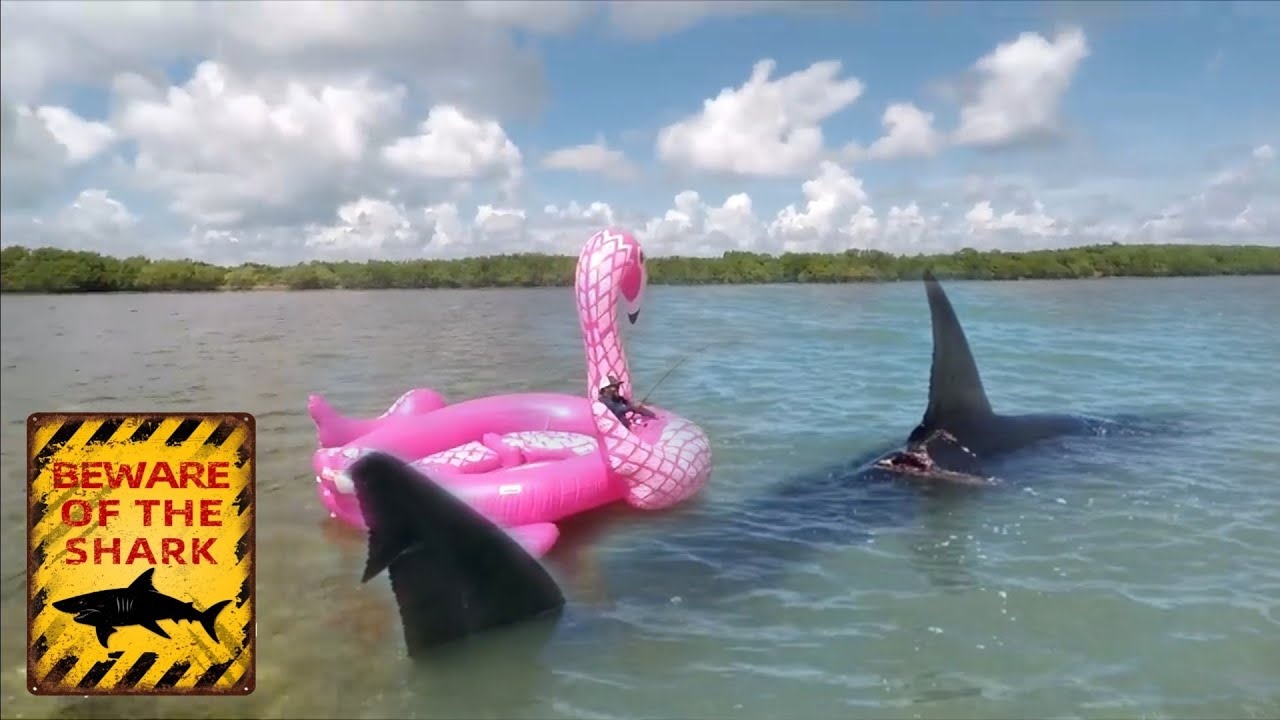 He was fighting a shark from an inflatable flamingo... then it swam ...