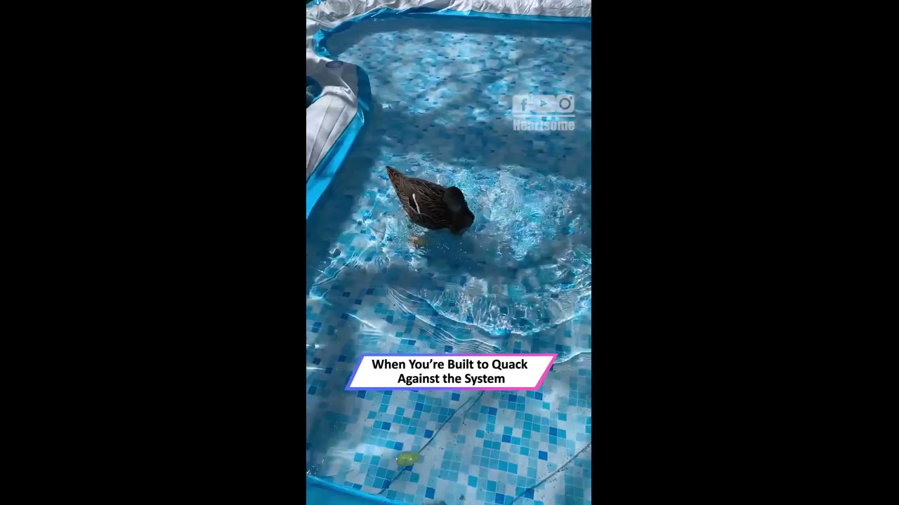 Rescued duck defies convention by swimming backward