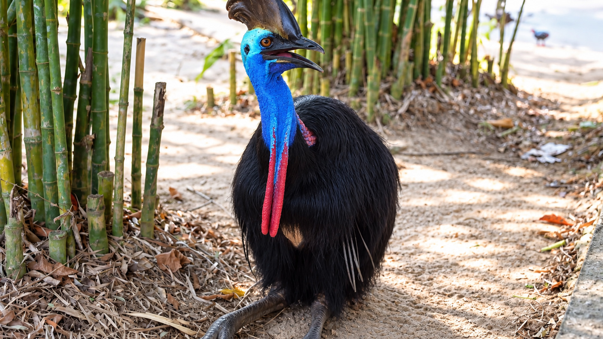 A flightless bird with a helmet-like head
