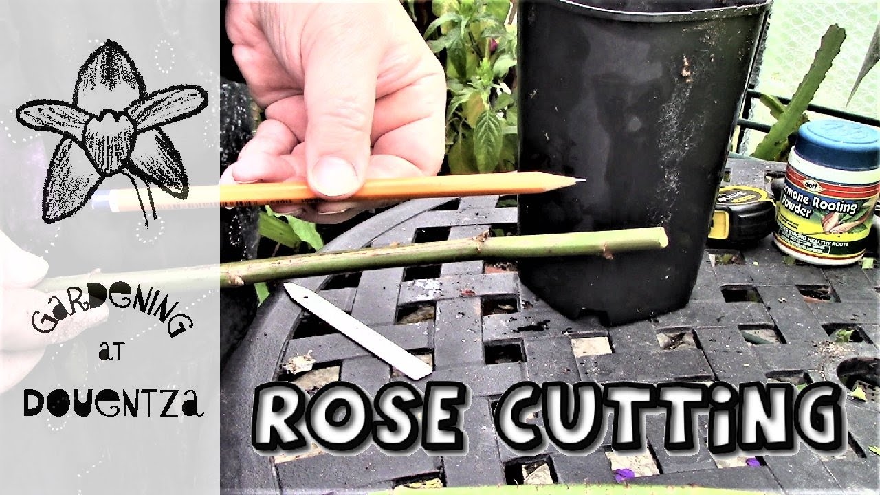 How to propagate roses from hardwood cuttings
