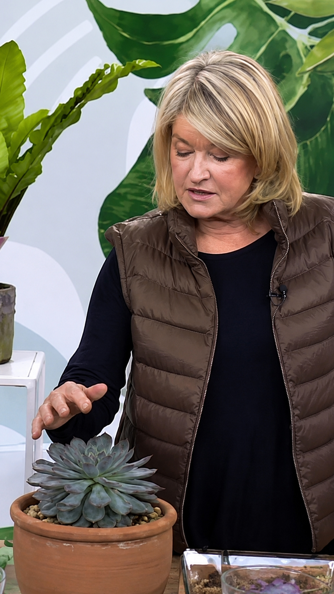 Martha shows how one succulent leaf can grow into a new plant