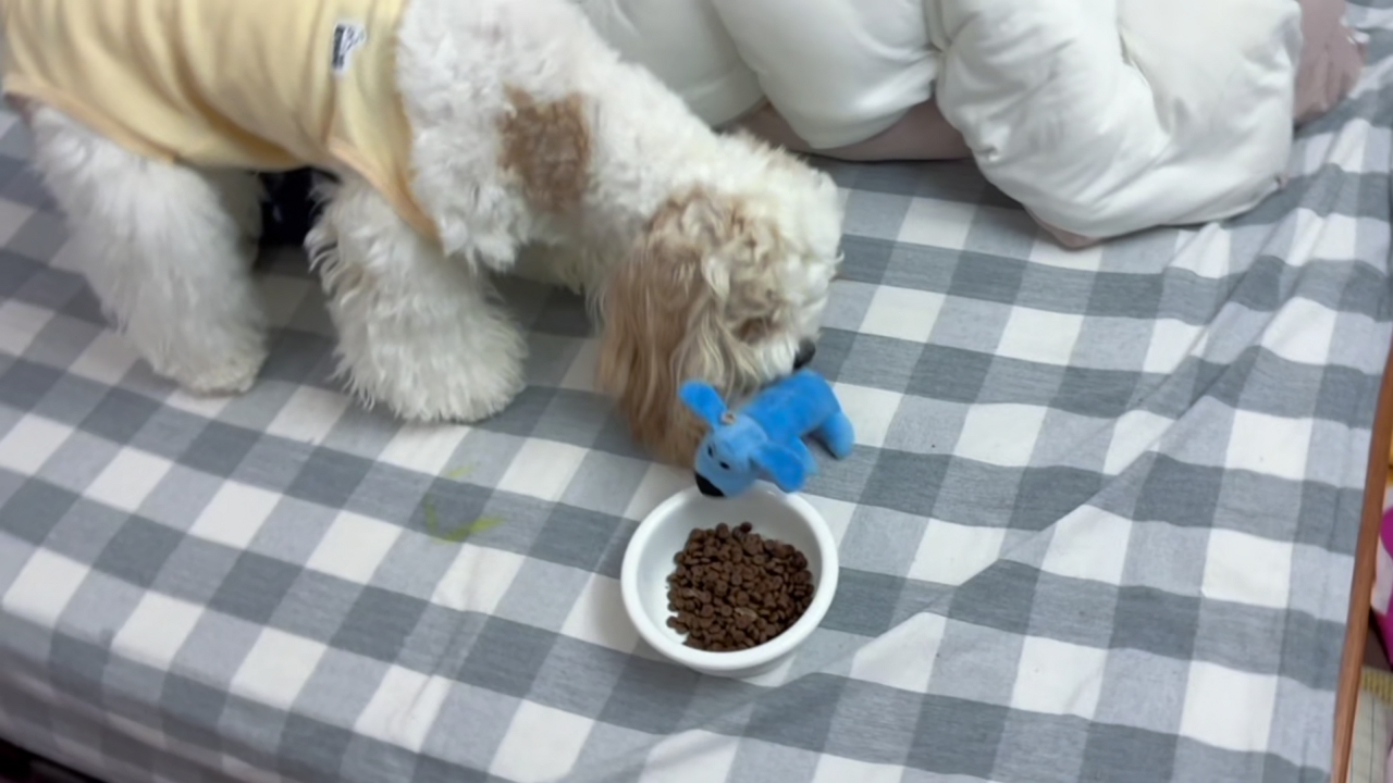 Dog places plush toy by food bowl as if sharing a meal