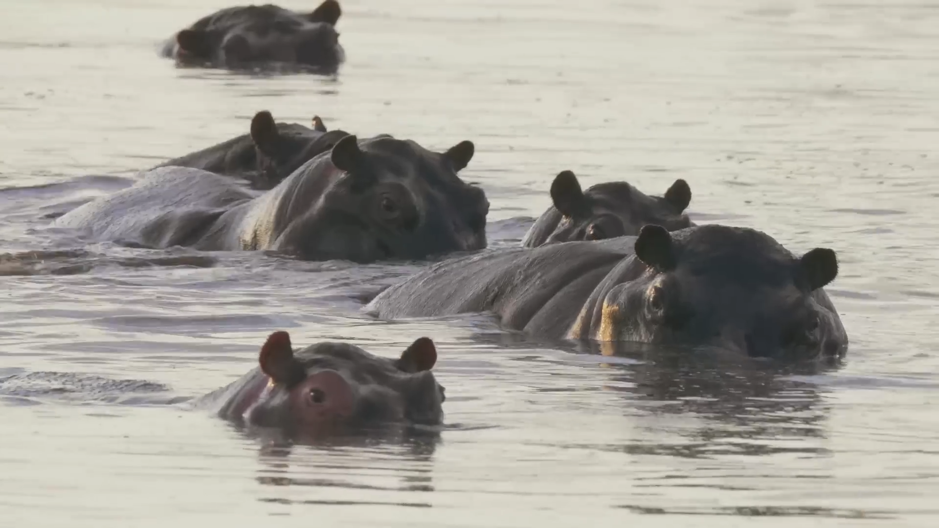 These hippos belonged to a drug lord - now they roam free in the wild