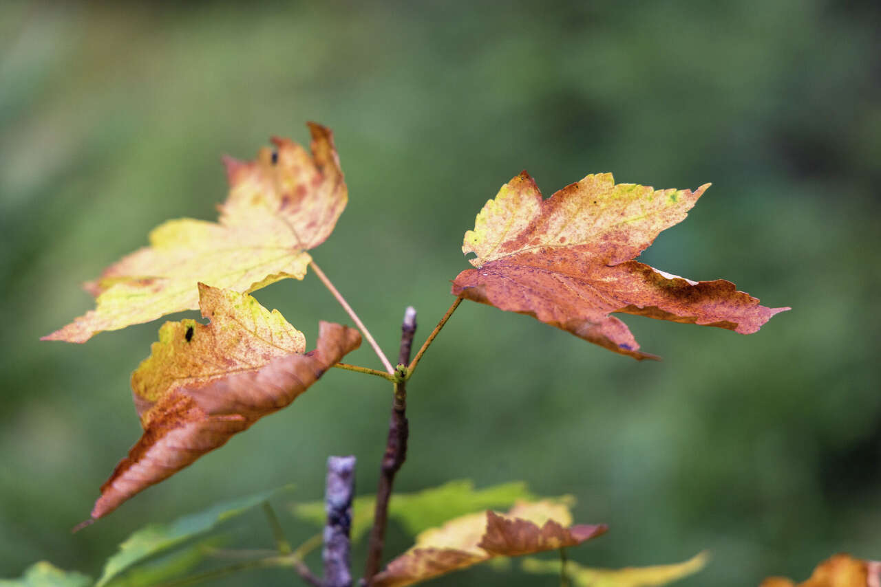 When does fall actually start in Texas? Here's when the leaves change color