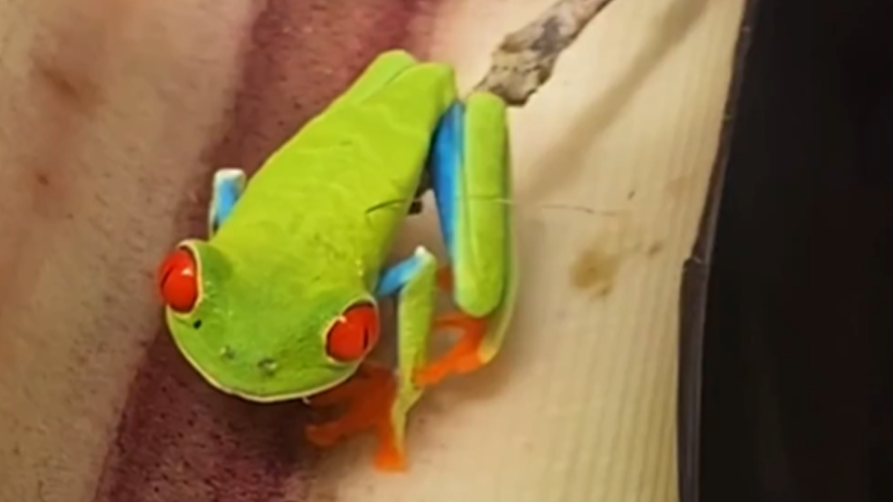 Red-eyed tree frog suddenly springs into action