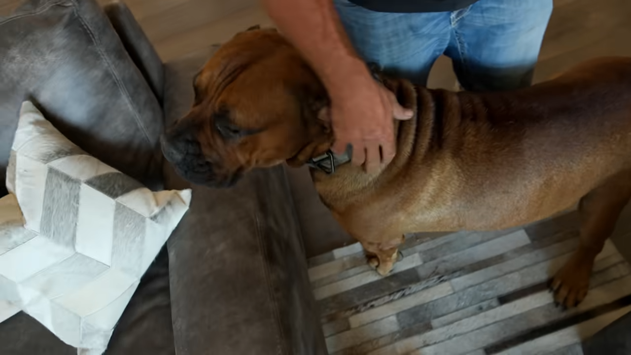 He will rip your face off - meeting their 200-pound guard dog