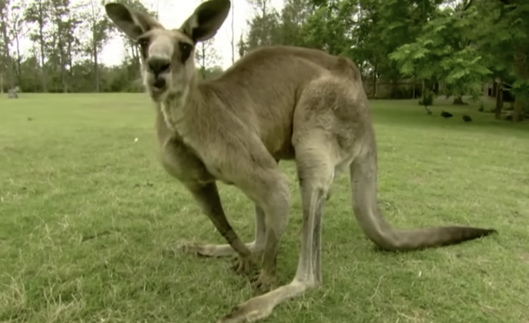 a-kangaroo-went-after-an-entire-family-and-a-broom-and-shovel-were-no