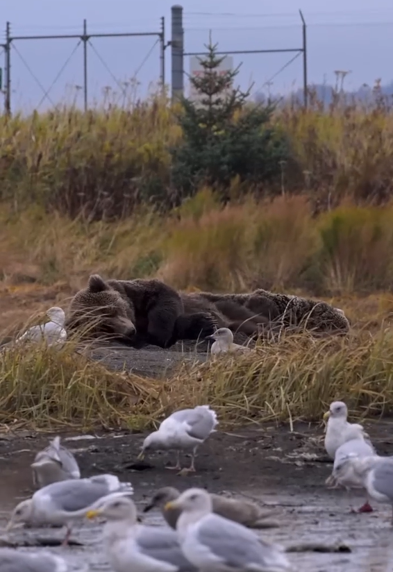 Bear cub’s peaceful nap is too cute to disturb